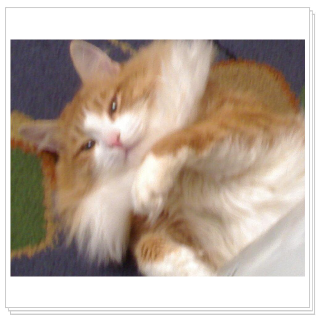 Мой котэ Вэлиодонс