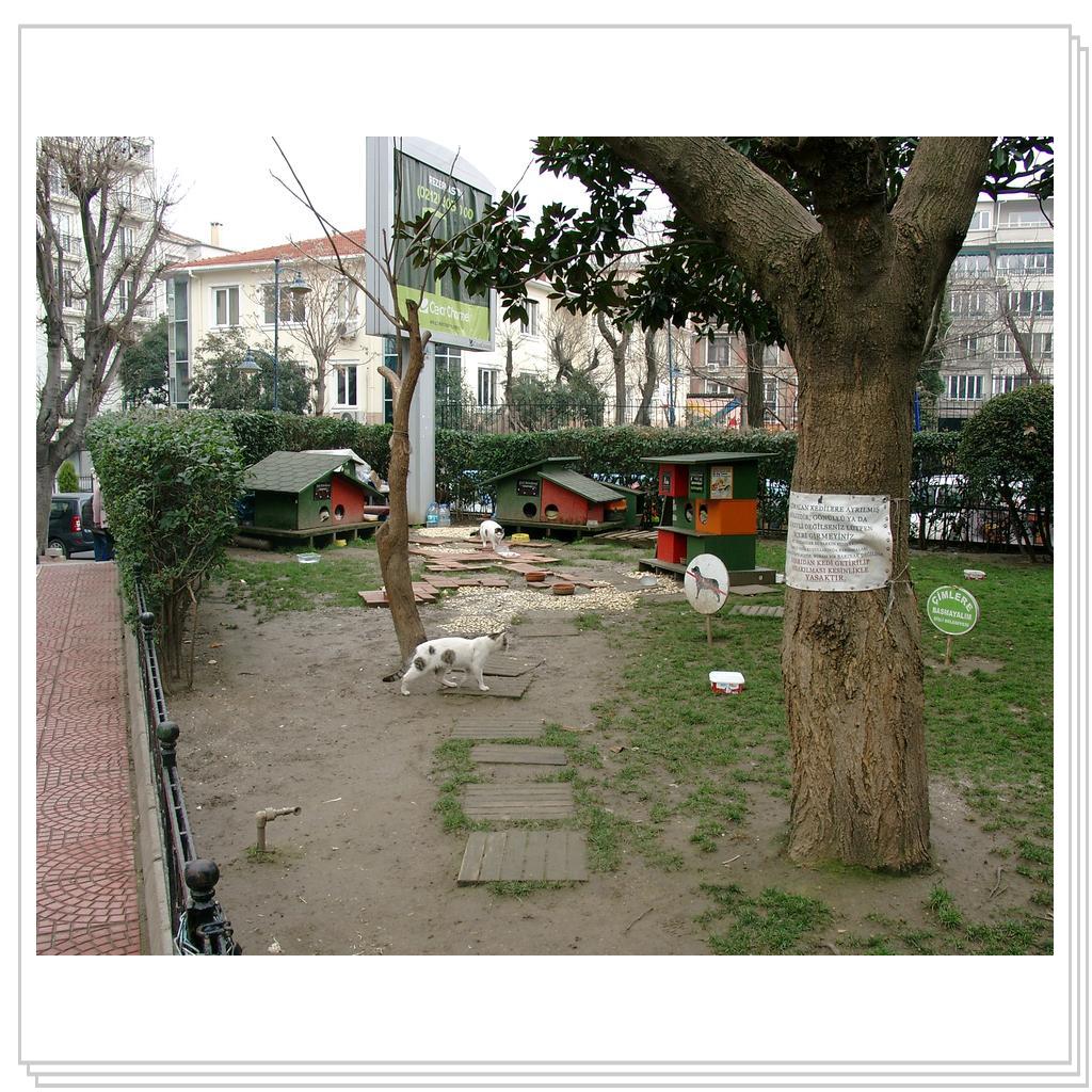 Кошки Турции