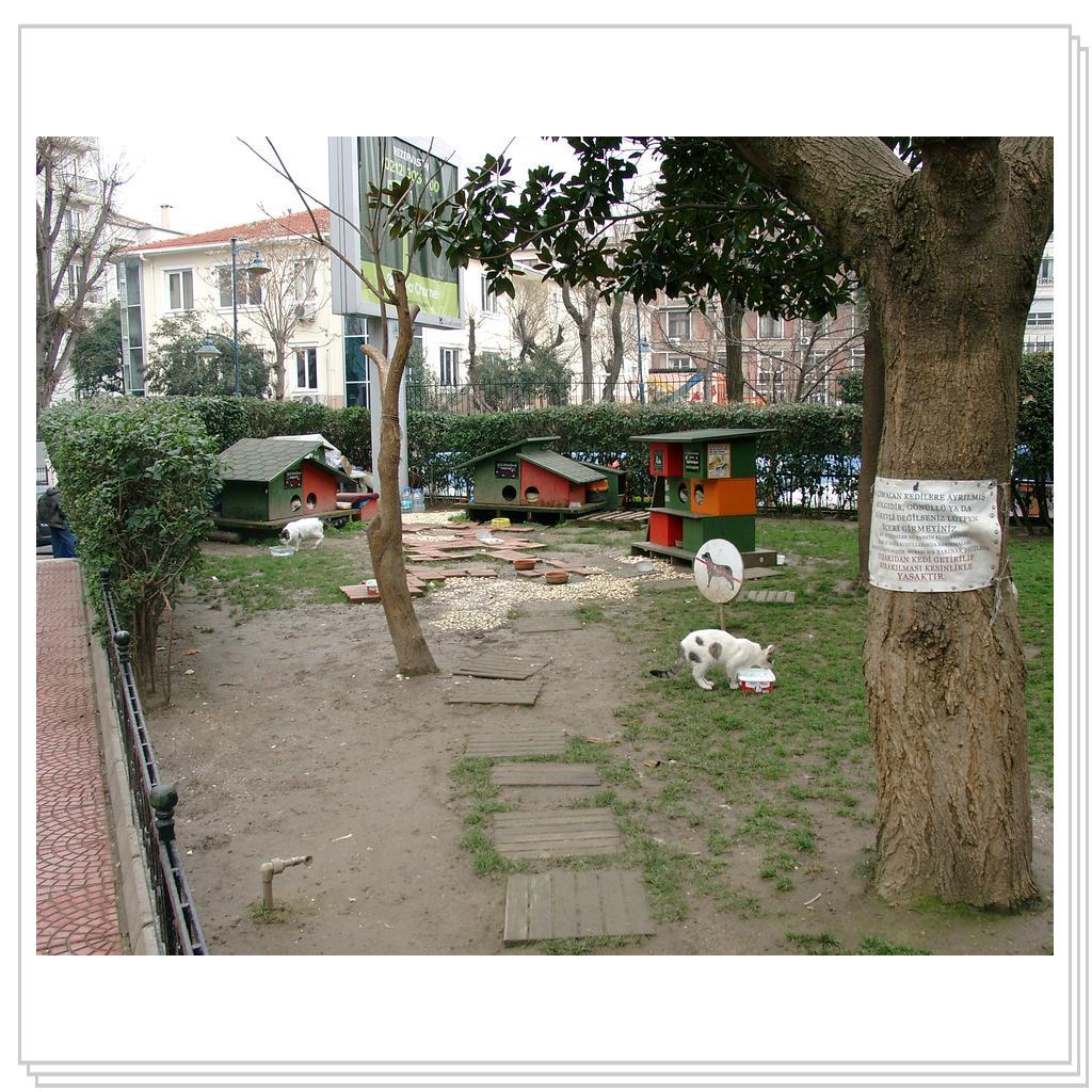 Кошки Турции