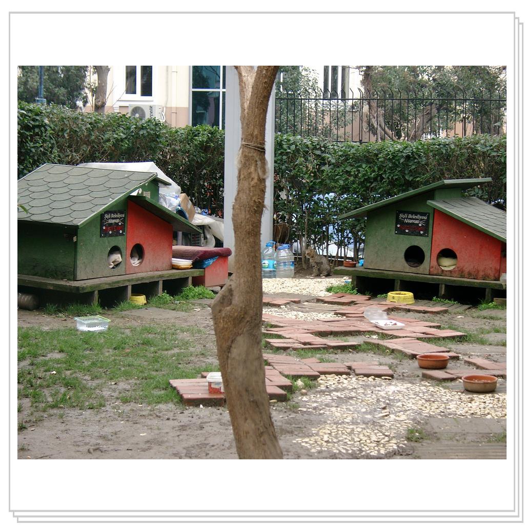 Кошки Турции