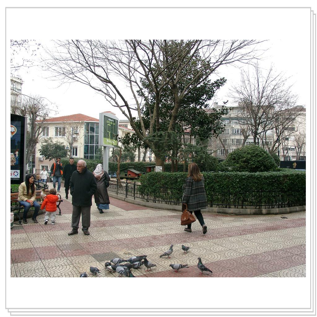 Кошки Турции