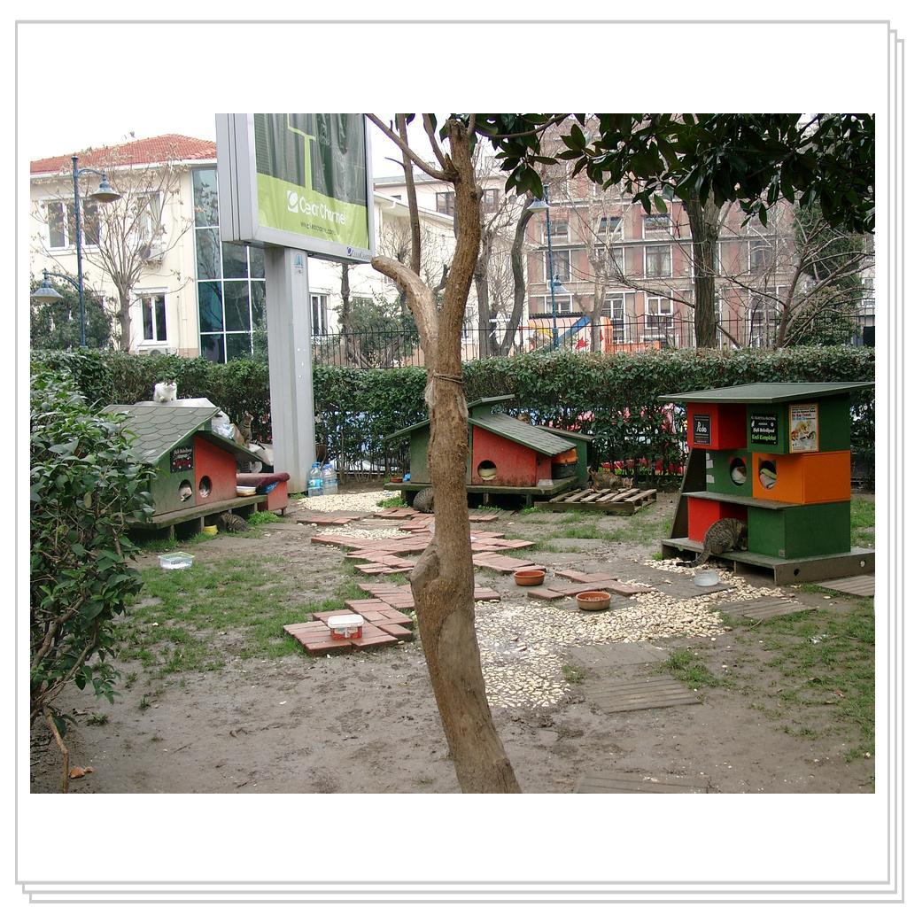 Кошки Турции