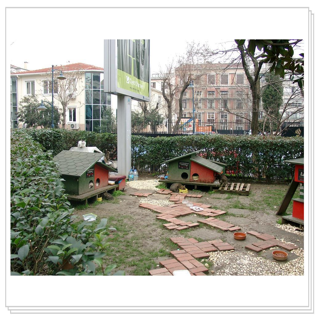 Кошки Турции