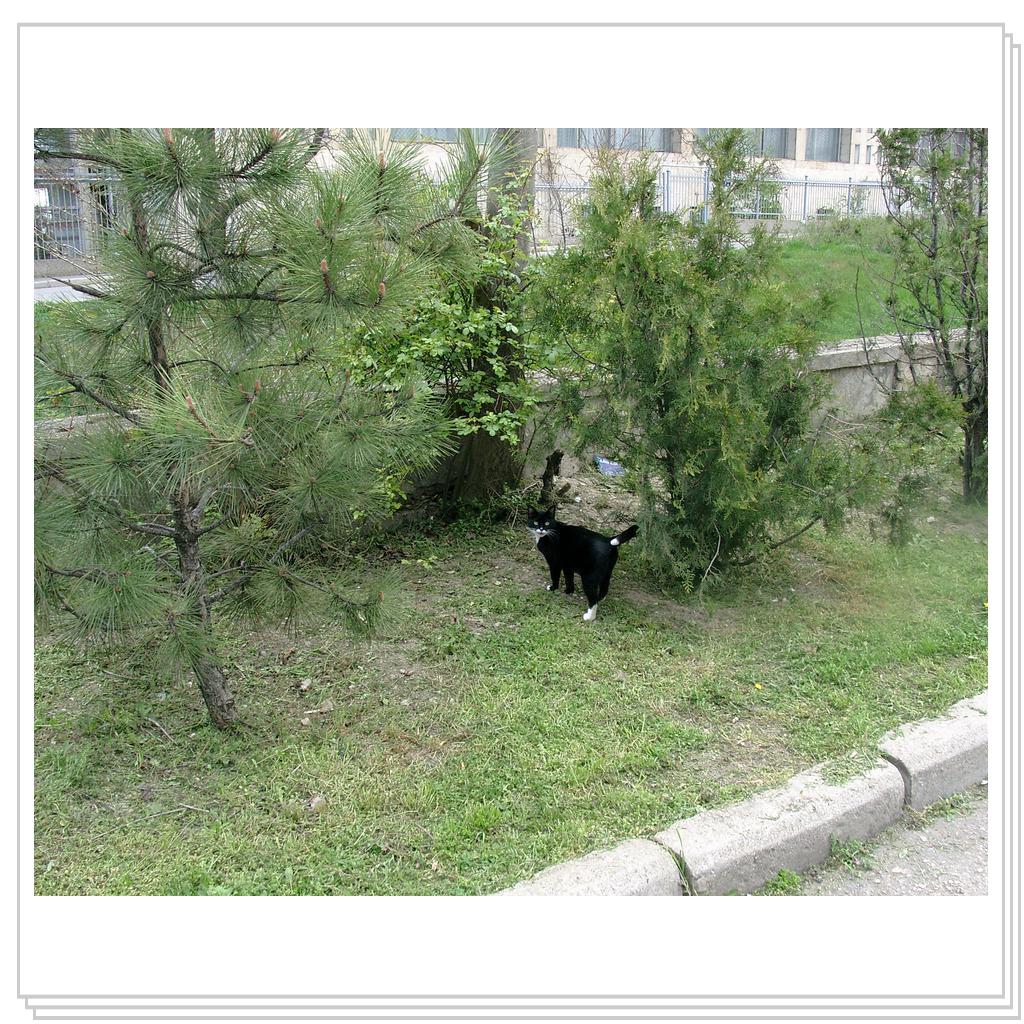 кошка из Феодосии