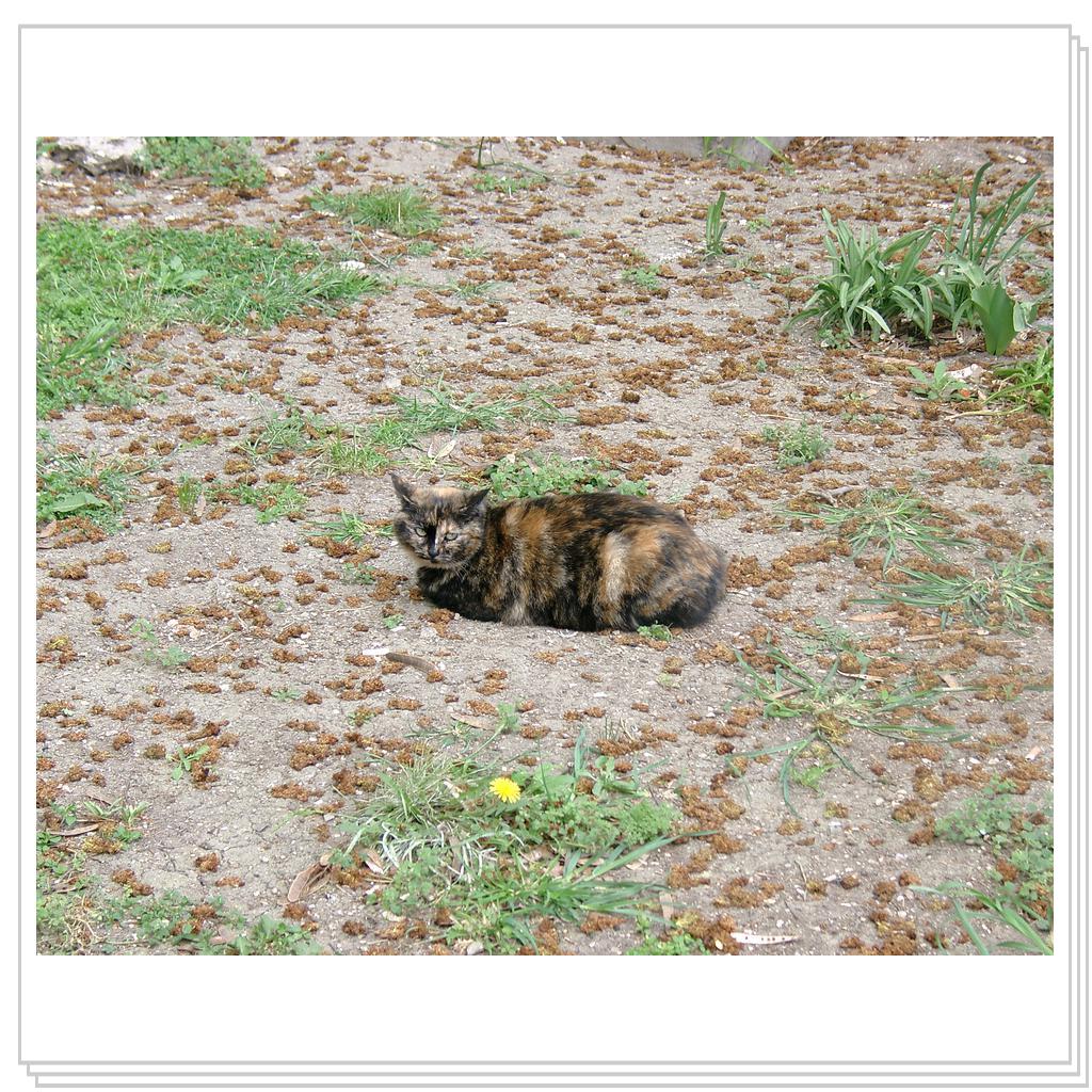 кошка из Феодосии