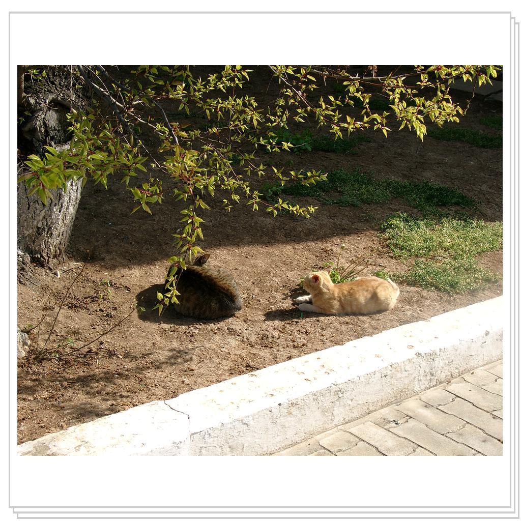 и поодиночке и парами