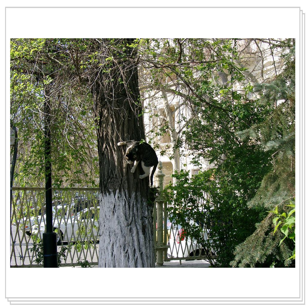 когти тоже надо точить