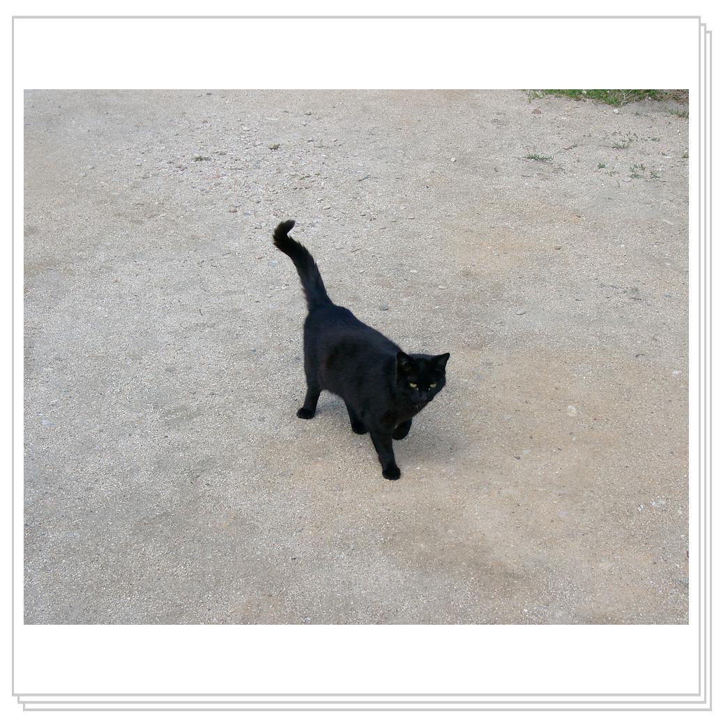 черных кошек- очень много