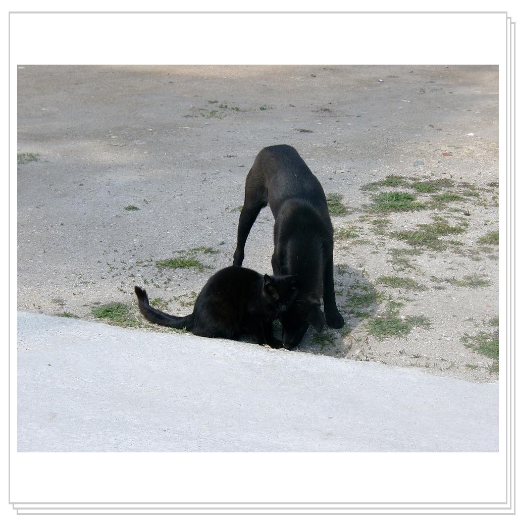 Как кошка с собакой. дружбаны