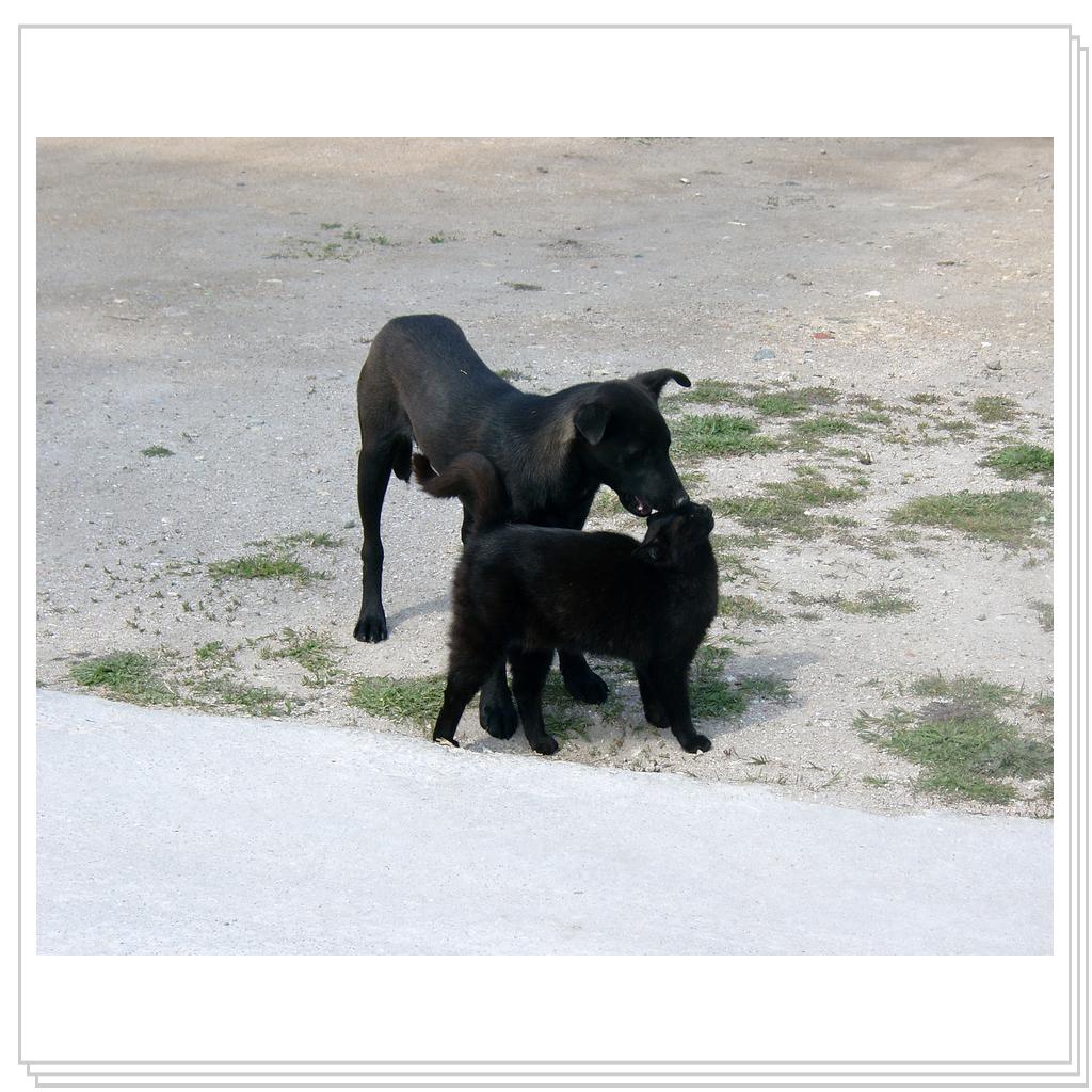 они даже похожи