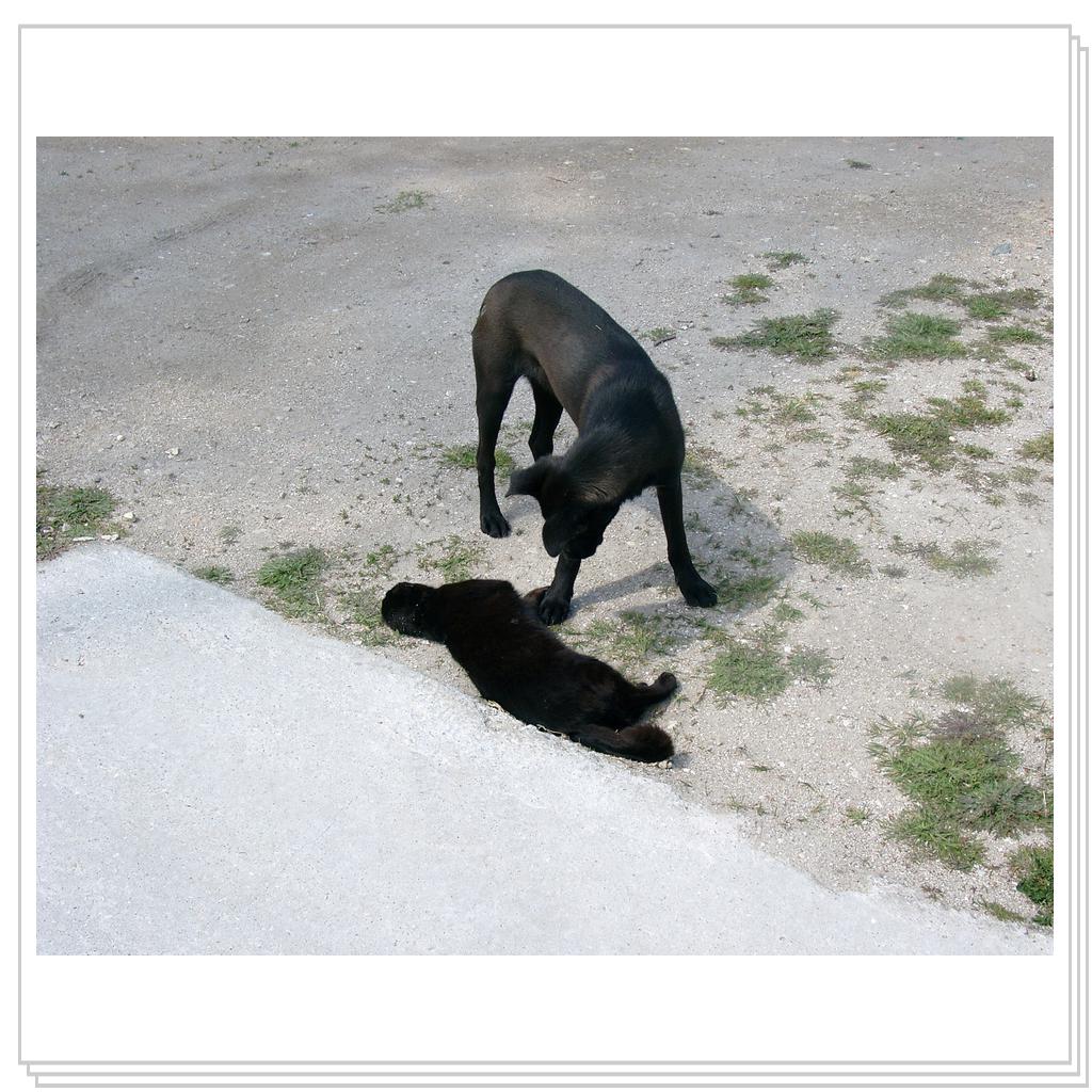 не притворяйся, давай поиграем!