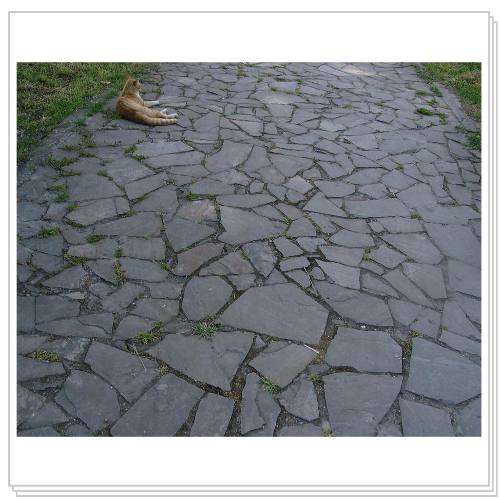 кошки Херсонеса