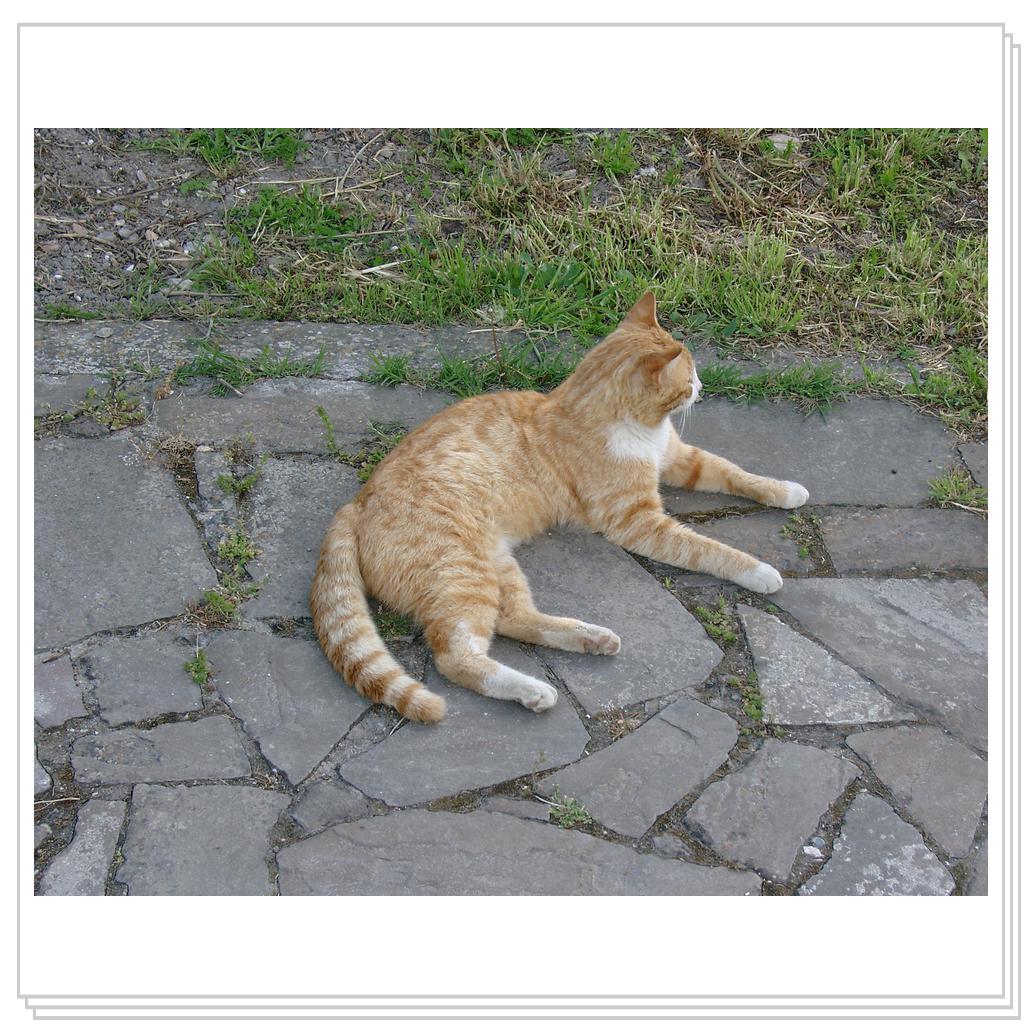 кошки Херсонеса