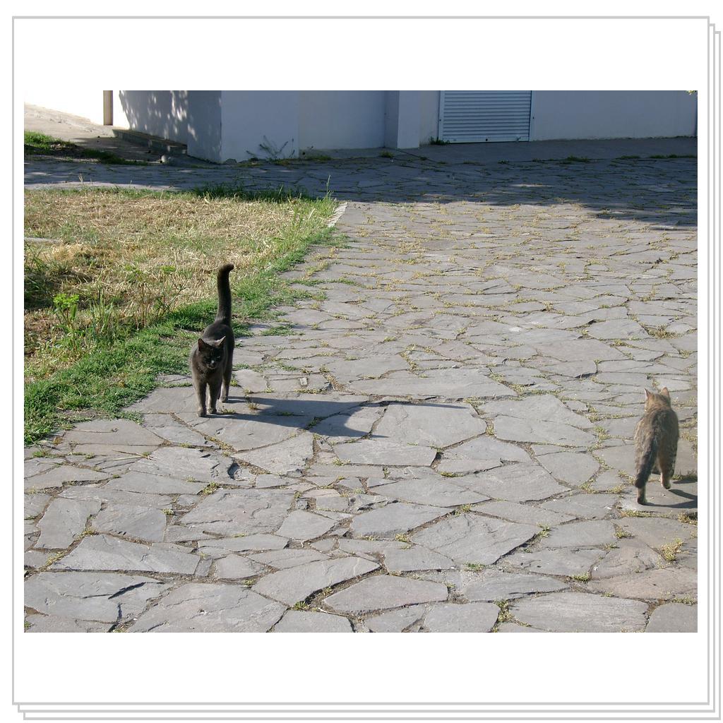 кошки Херсонеса