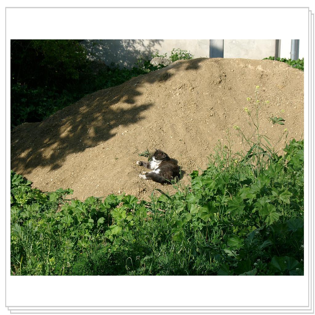 кошки Херсонеса