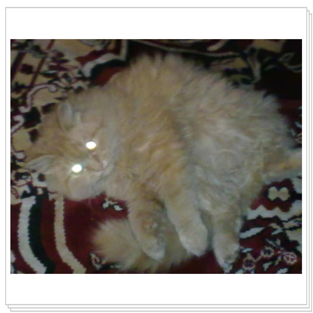 кошечка Лори