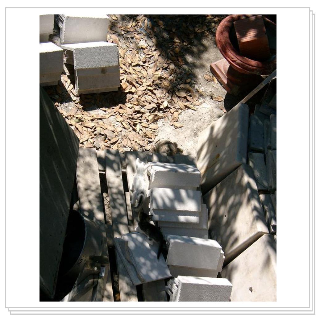 Котята и черепаха.Часть 1-ая