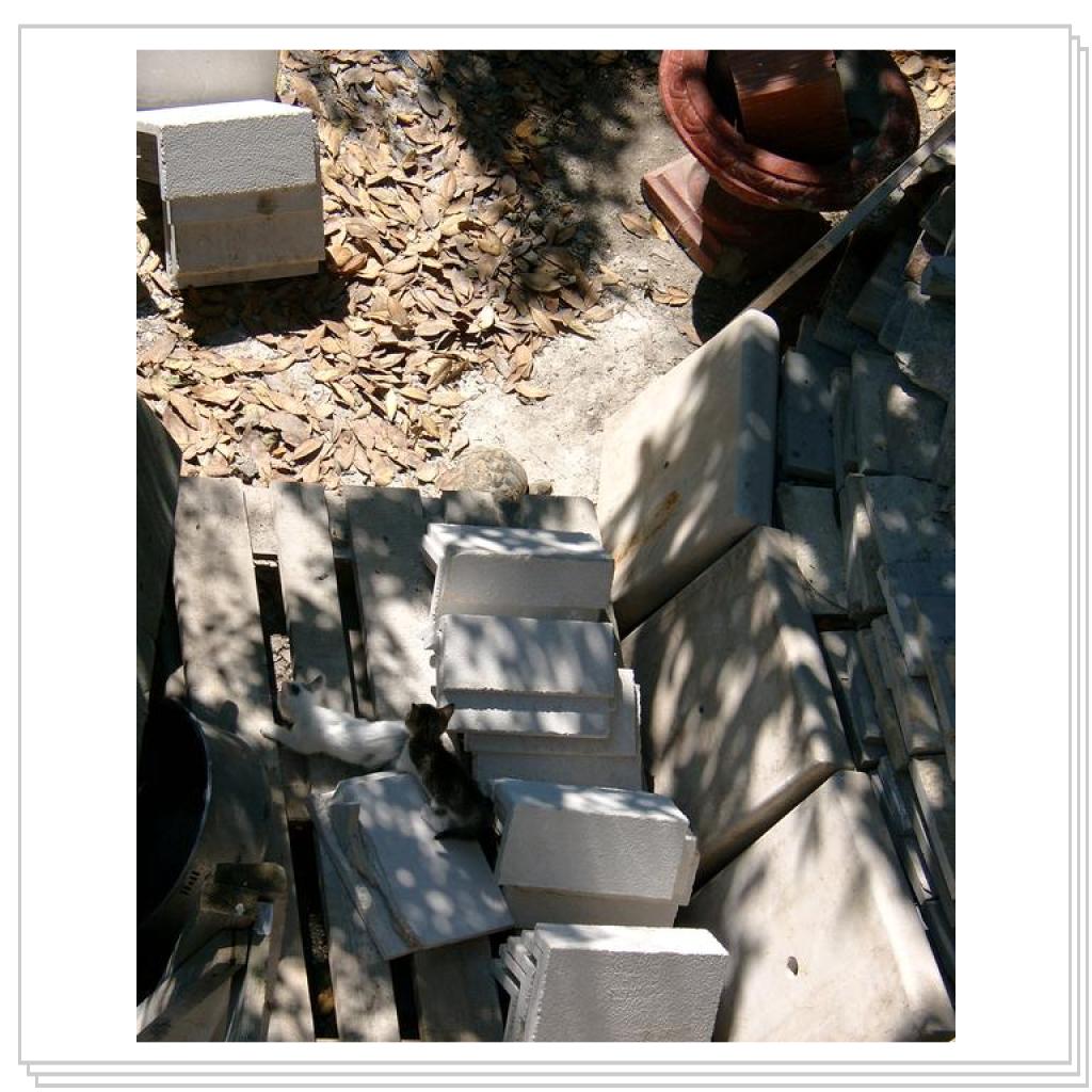 Котята и черепаха.Часть 2-ая. Страшно и хочется познакомиться.