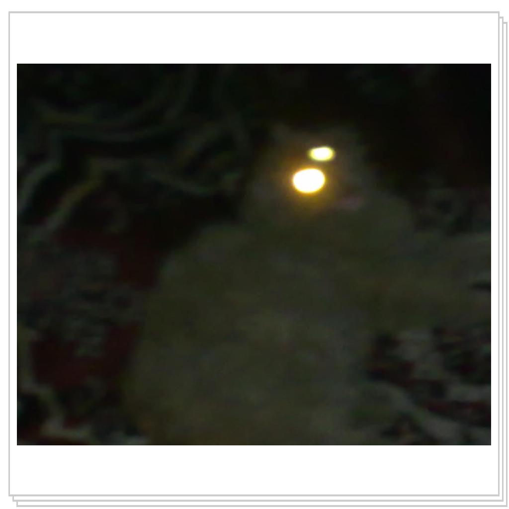 кошечка Лори