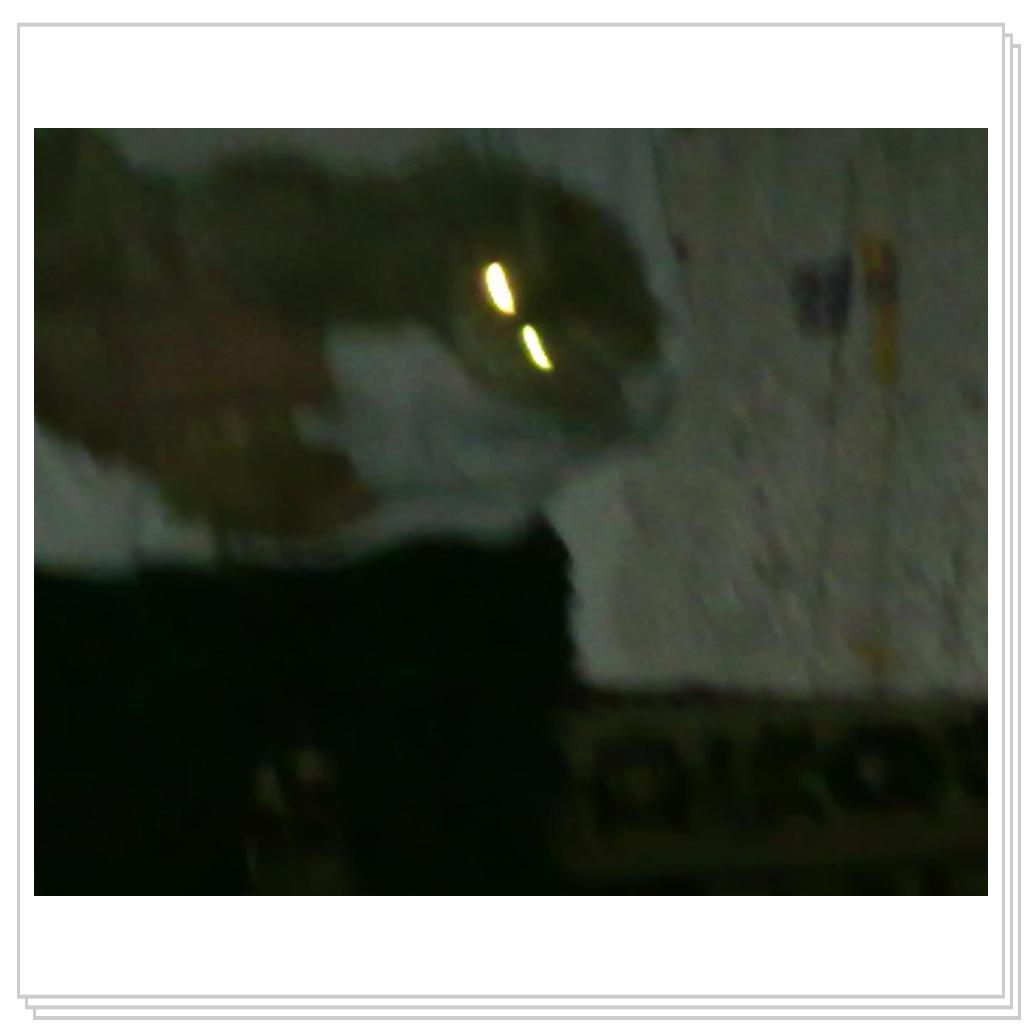 кошечка Лори