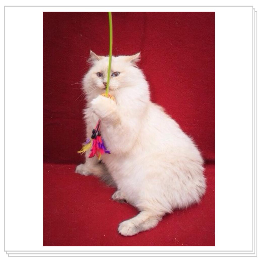 Просто кошки