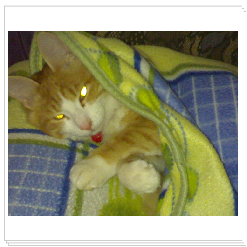 Мой котэ Вэлиодонс