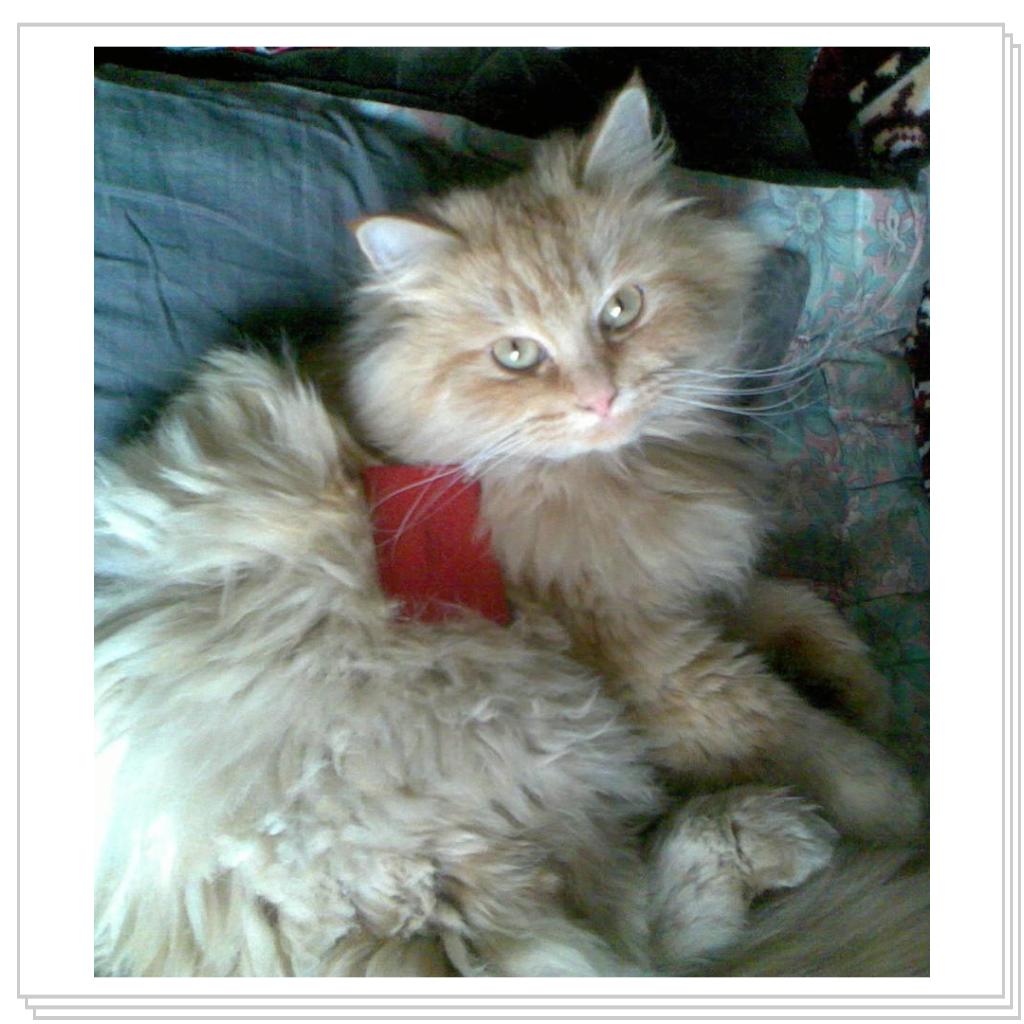 кошечка Лори