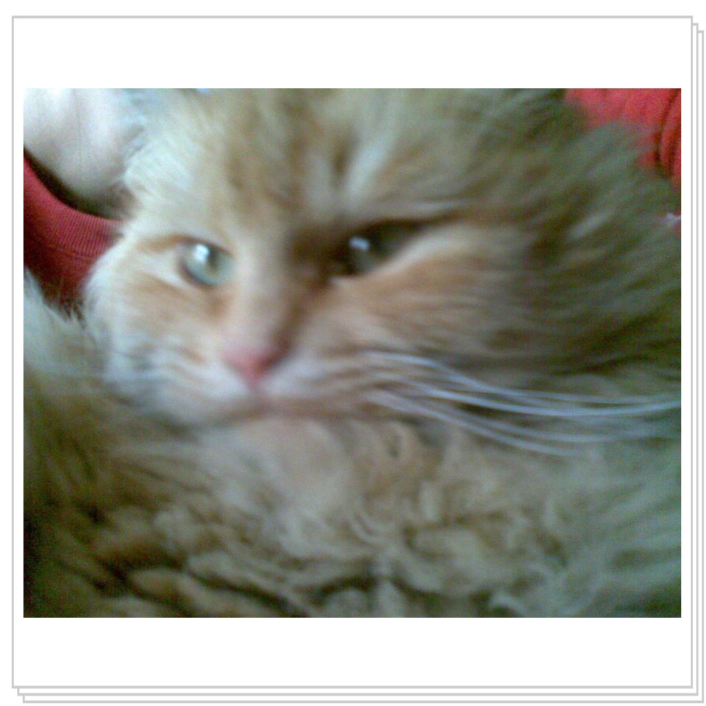 кошечка Лори