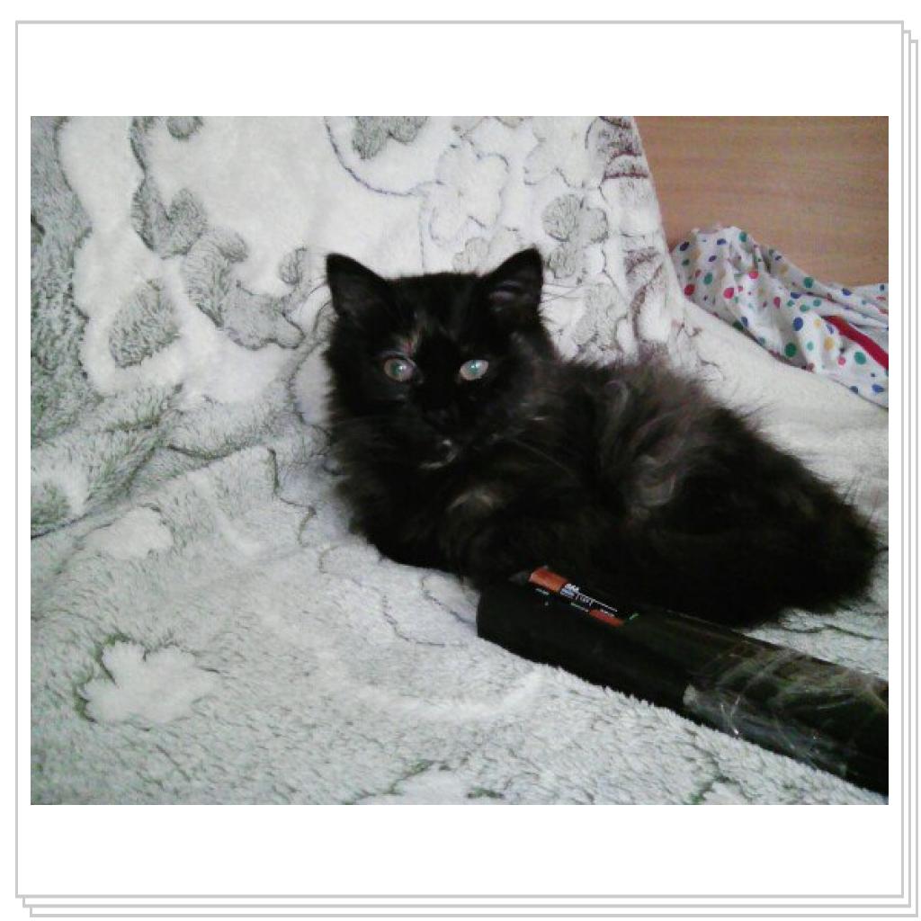 Любимицы Жуля и Муся))