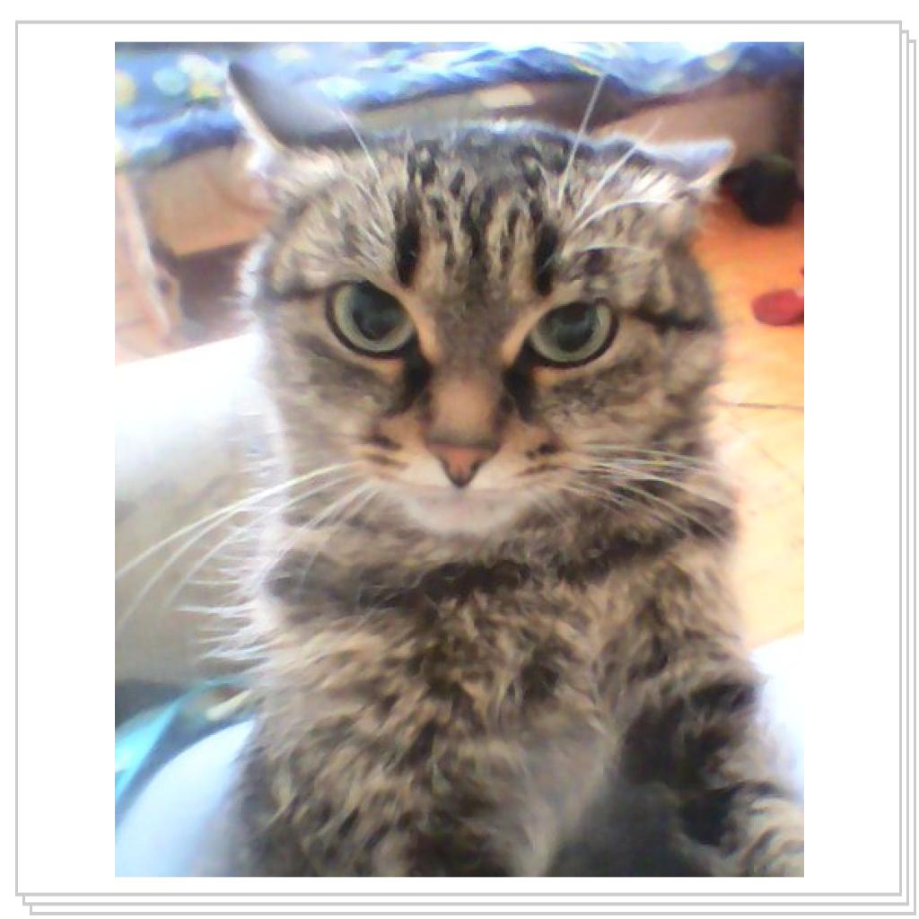 Любимицы Жуля и Муся))