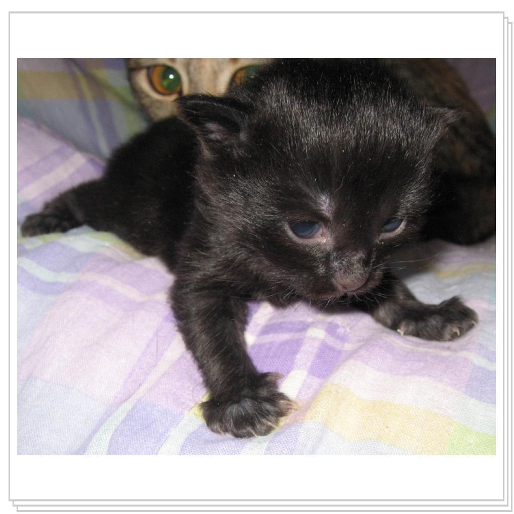 Боевой хомяк!