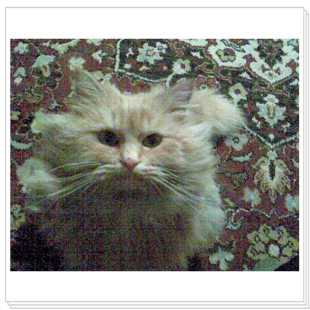 кошечка Лори