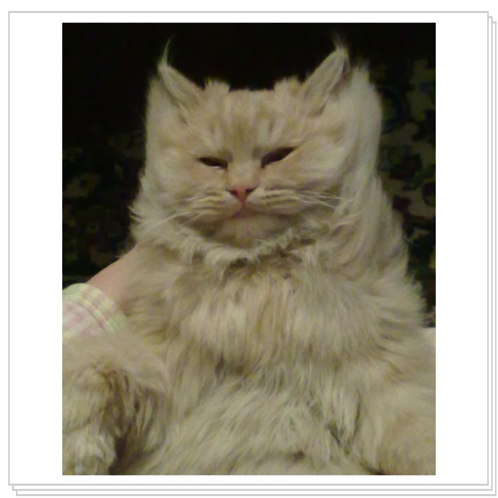 кошечка Лори