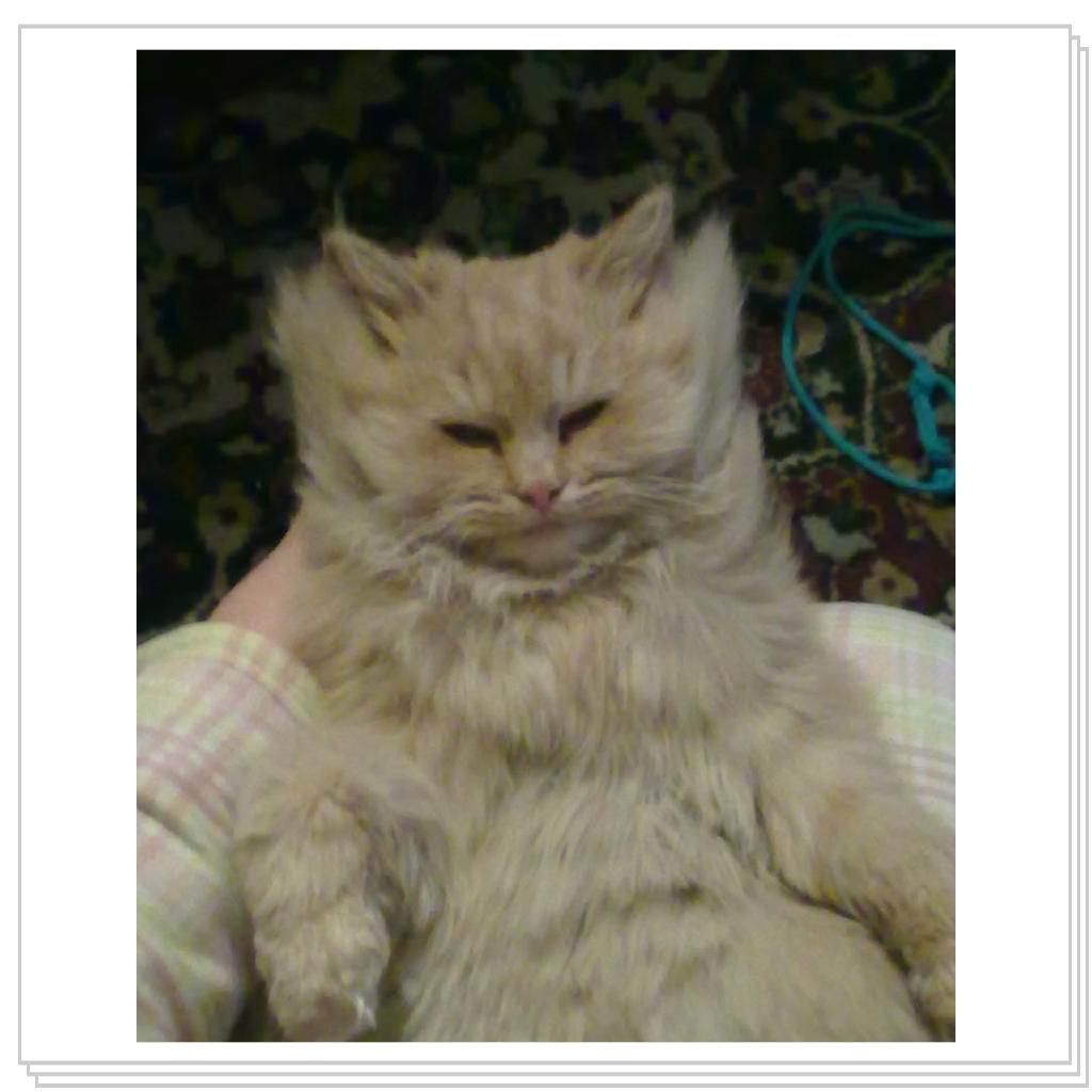 кошечка Лори