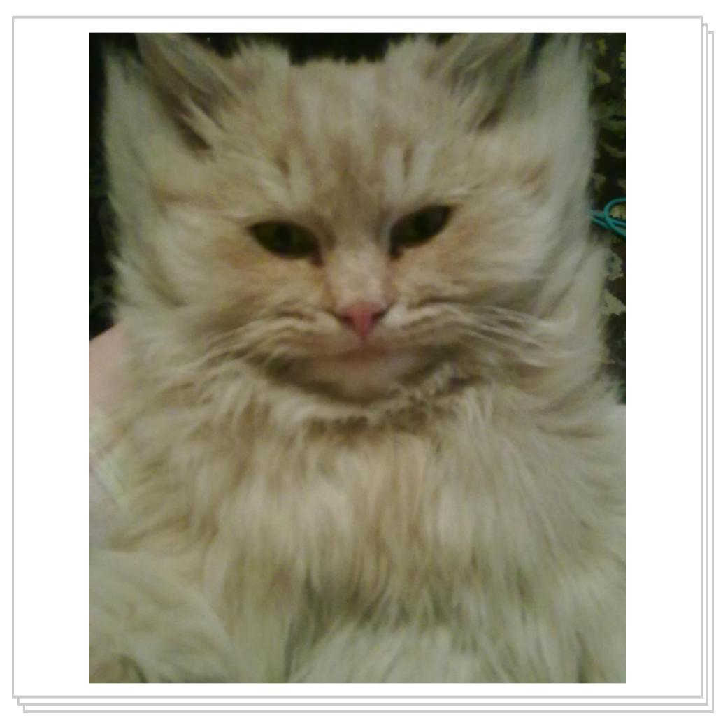 кошечка Лори