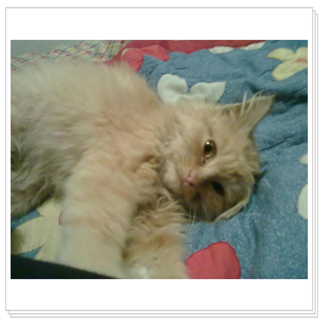 кошечка Лори