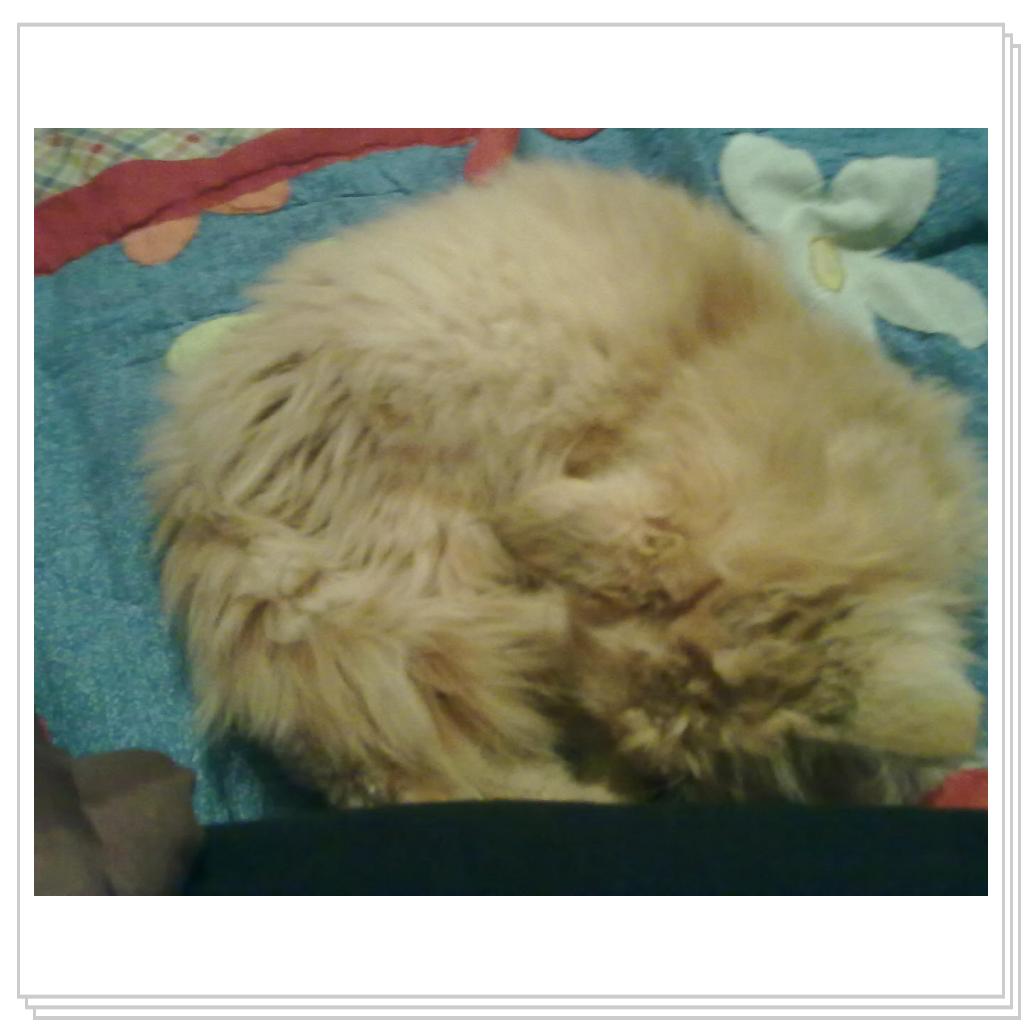 кошечка Лори