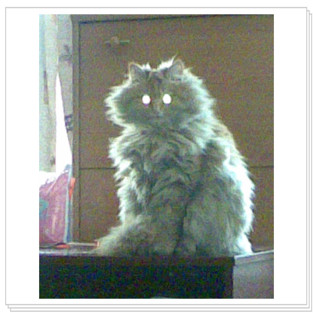 кошечка Лори