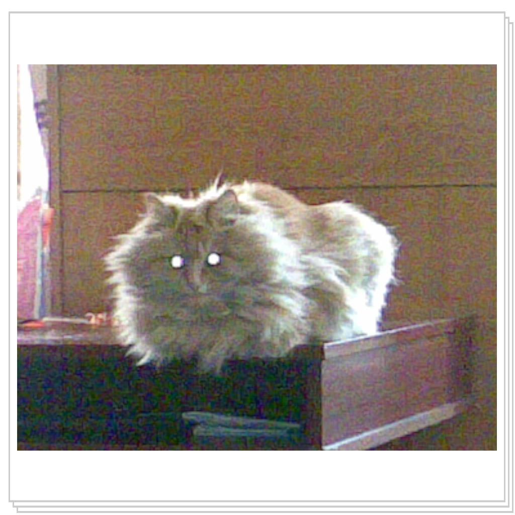 кошечка Лори