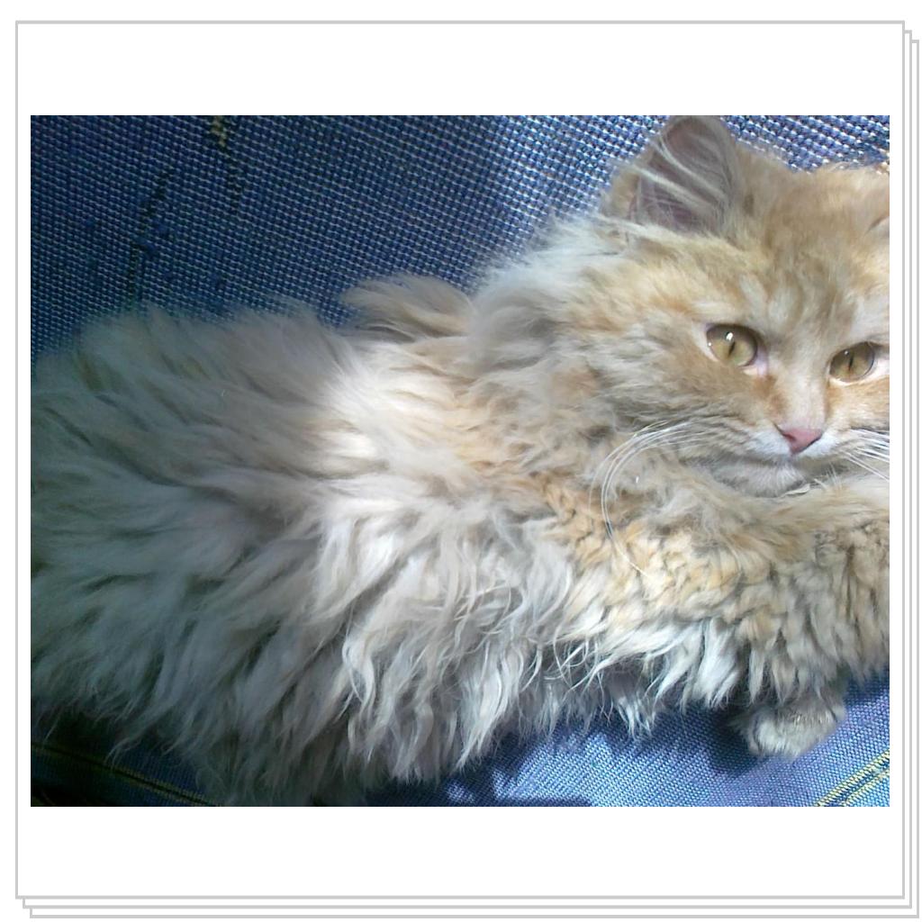 кошечка Лори