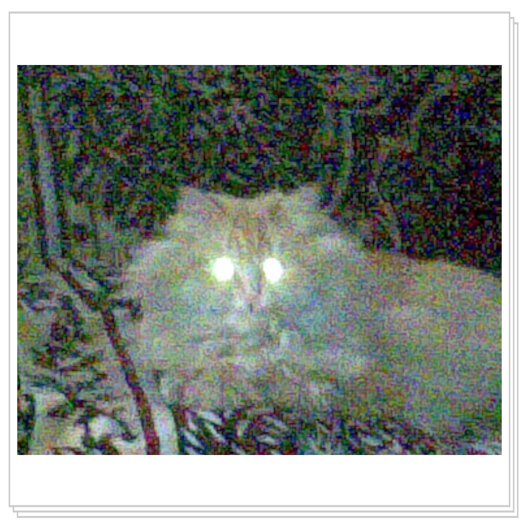 кошечка Лори