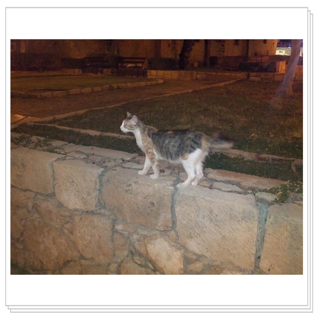 Кошки Кипра