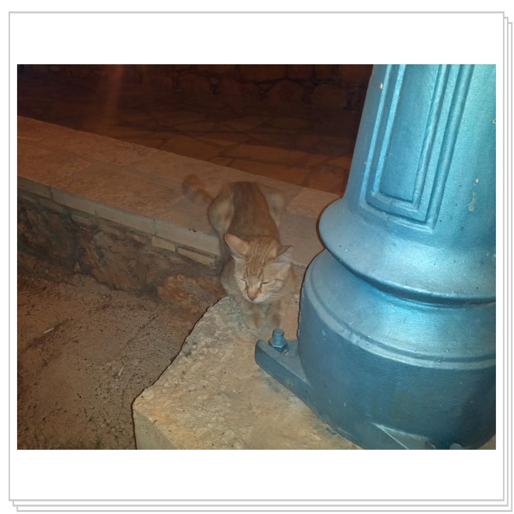 Кошки Кипра
