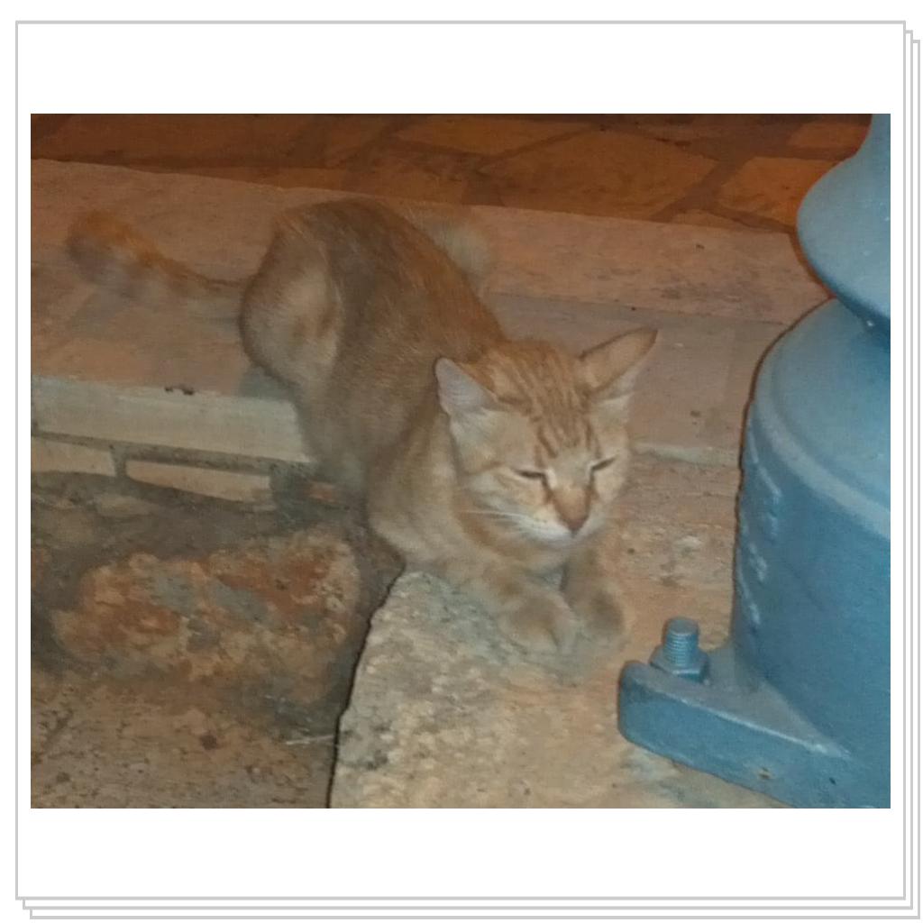 Кошки Кипра