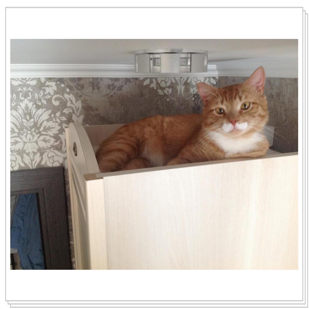 На верху все кошки любят