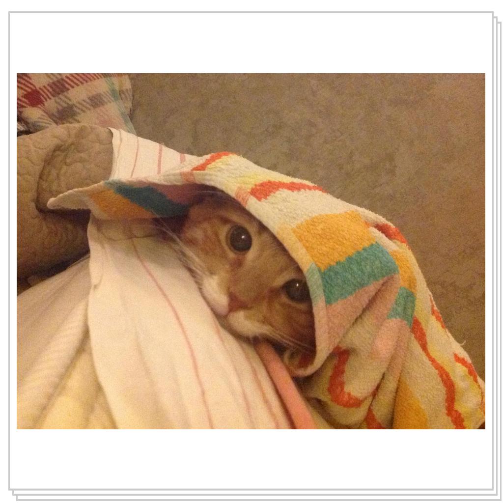 Не трогайте меня, я спрятался!