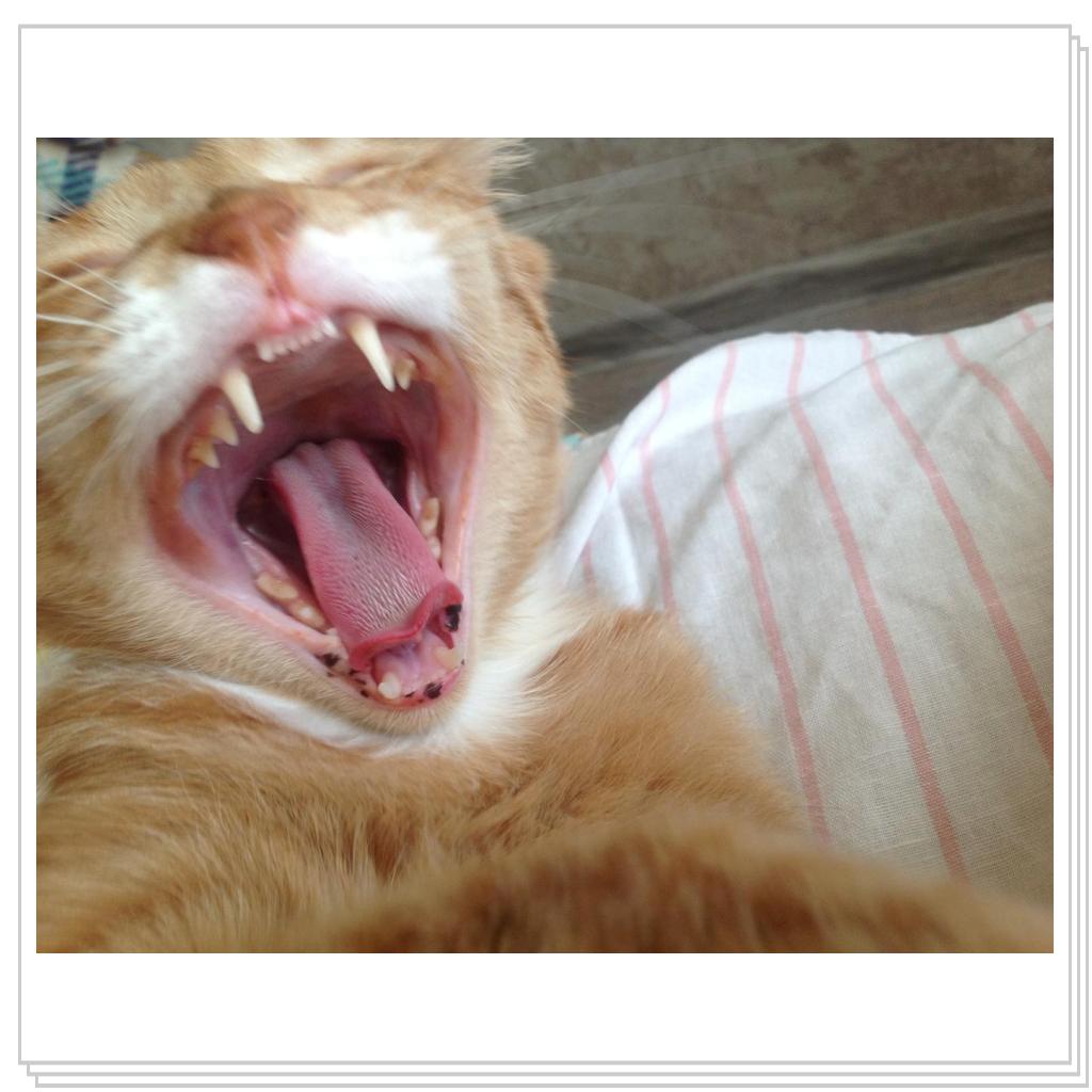 Рыжевский- крокодил!