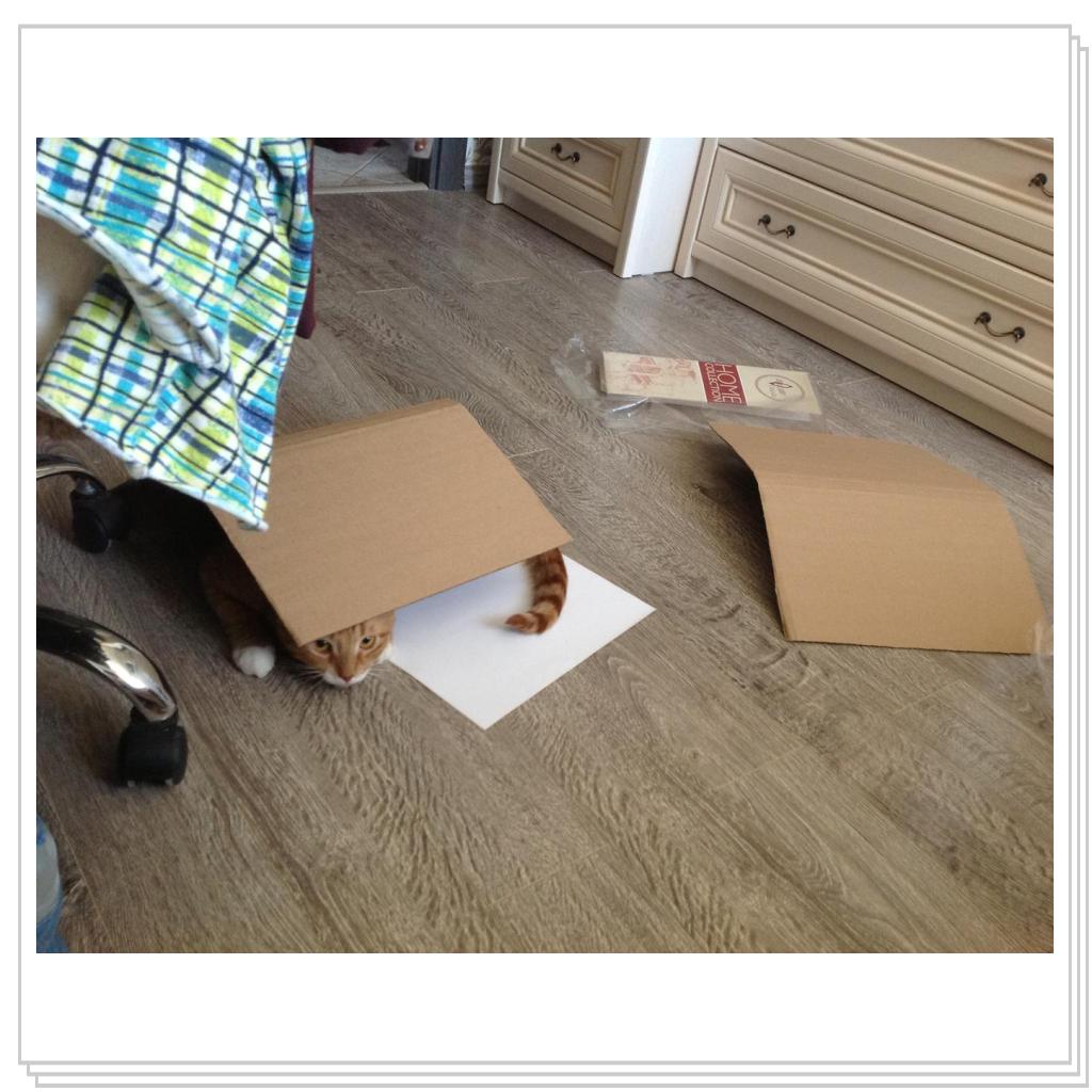 Любимая игрушка кошек- это коробка!