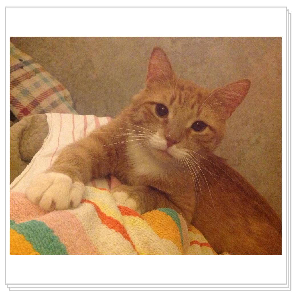 Рыжевский-красачик