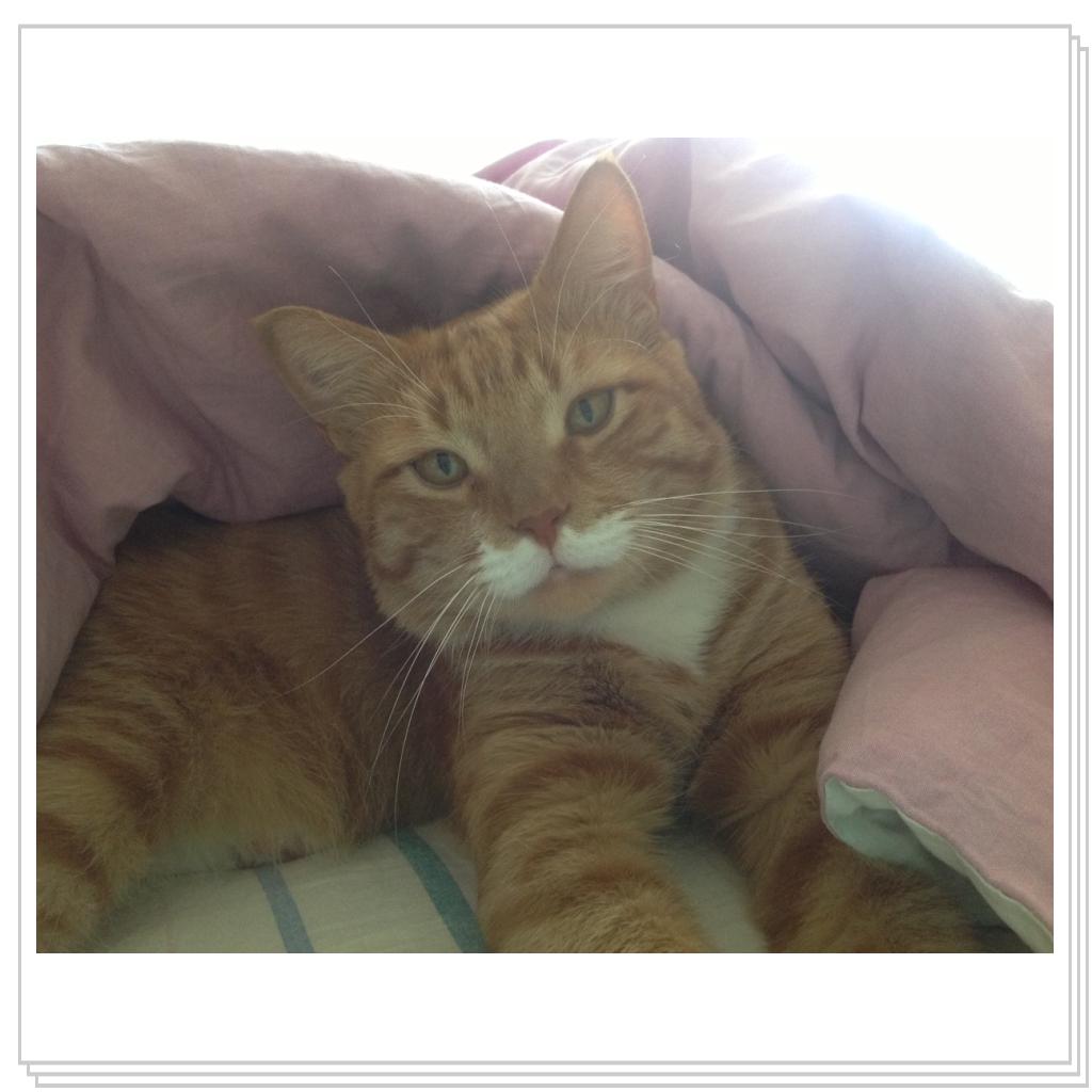 Рыжевский- барчук